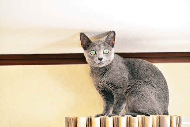 カーテンレールの上に乗る猫
