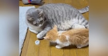 横になっていた先住猫→子猫が襲いかかってきた結果…想像を超える『可愛すぎる光景』が39万再生「尊いｯｯｯｯ」「思わず声が出た」