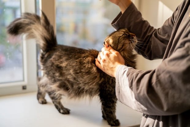 なでられながら人の顔を見る猫
