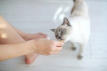 猫を褒めてしつける『陽性強化法』とは？　4つの活用方法から心がけるべきことまで