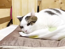 『お昼寝しようかな』女の子がベッドに向かうと、猫が待っていて…羨ましすぎる『幸せにあふれた光景』が話題「愛されてるね」「モフりたい」