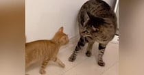 先住猫に毛嫌いされていた『茶トラの子猫』→諦めずにアタックし続けていると…微笑ましい光景が51万再生「粘り勝ちｗ」「諦めの目してるｗ」