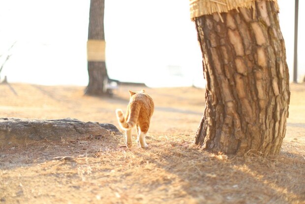 砂漠を歩く猫