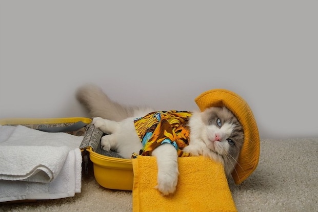 イエローコーデの猫
