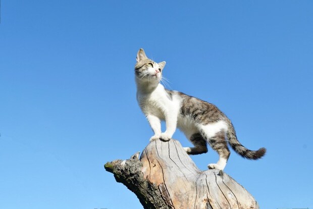 木に登る猫