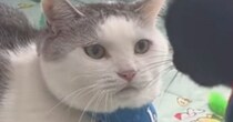 近づいてきた新入り猫を『じっと見つめる先住猫』…圧倒的な『貫禄』が凄すぎると12万再生「なんちゅう圧」「物凄いオーラを感じる」