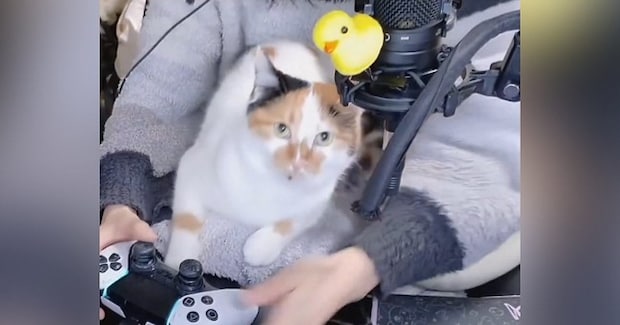ゲーム配信中、膝の上にやってきた『三毛猫』→次の瞬間…羨ましすぎる『まさかの展開』が106万表示「幸せだけど地獄ｗ」「くっそ可愛い」