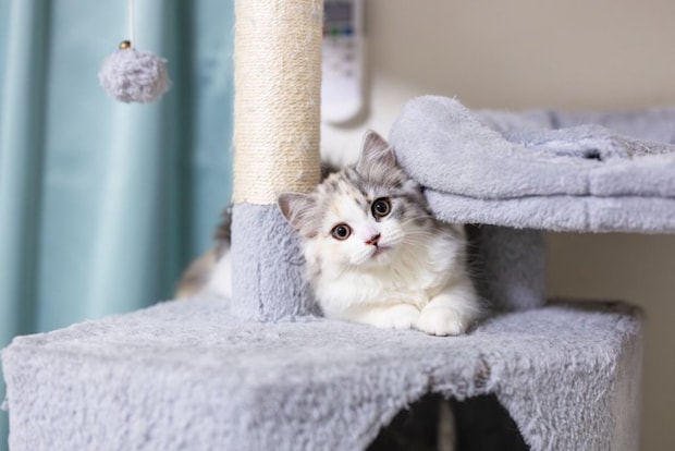 タワーで遊ぶ子猫