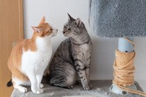 愛猫に合わせた『キャットタワー』の選び方とは？4つの種類やそれぞれの特徴をご紹介