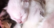 赤ちゃん時代は『真っ白だった猫』→成長すると……別猫のような『驚きの大変身』が17万再生「瞳の色がすごい綺麗」「美しさに変わりなし」