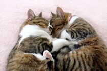 猫が幸せを感じた時にみせる10の仕草