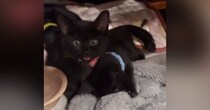 毛布をフミフミする子猫を撮っていたら…予想外の『可愛すぎる光景』が110万再生「気付いたら10分くらい経ってた」「たまらん」
