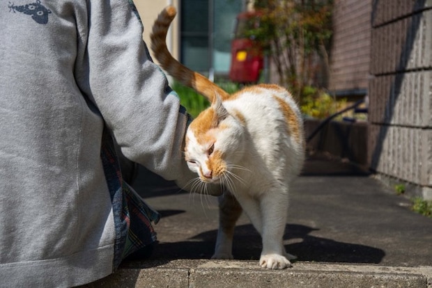 人の腕にスリスリする猫