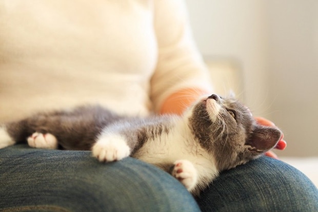 膝の上の子猫