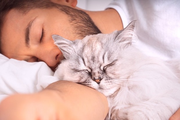 男性と寝る猫