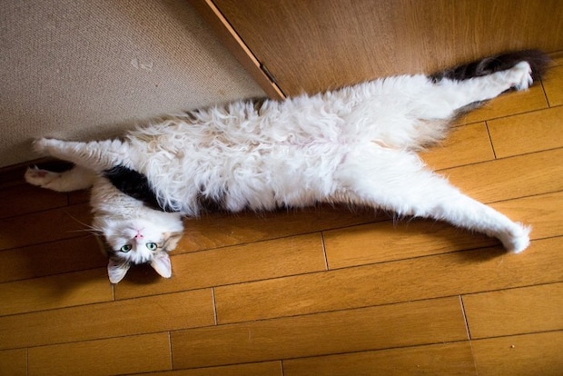 ヘソ天する猫