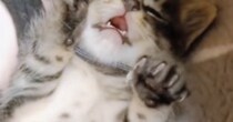 子猫を保護→数時間お世話した結果…あまりにも無防備な『可愛すぎる光景』に「最高にうれしいやつｗ」「たまらんね」と癒される人続出