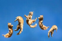 猫に見られる『フライングキャットシンドローム』って何？命に関わる危険性や対処法を解説