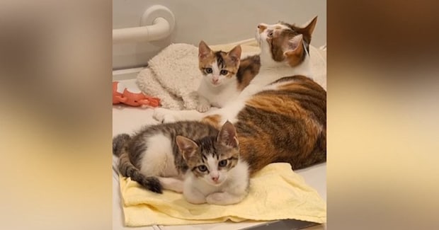 お風呂のフタの上で温まっていた猫たち→『おいで』と呼ぶと……可愛すぎる反応が217万再生「私たちの部屋感w」「ほんと住んでるねw」