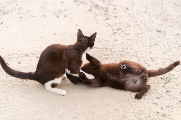 じゃれ合う子猫たち