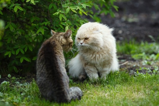 猫の『ケンカ』が始まってしまう原因5つ 遊びとの見分け方や取るべき対処法