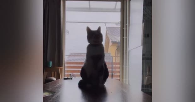 逆光で顔がよく見えなかったネコ→カメラで『ズーム』してみると……「思わず吹いたｗ」まさかの光景が30万再生「たまらんｗｗ」