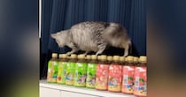 『ペットボトルの上』を器用に歩いていた猫→次の瞬間……つい笑ってしまう展開が28万再生「他人事みたいな感じｗ」「可愛すぎるｗ」