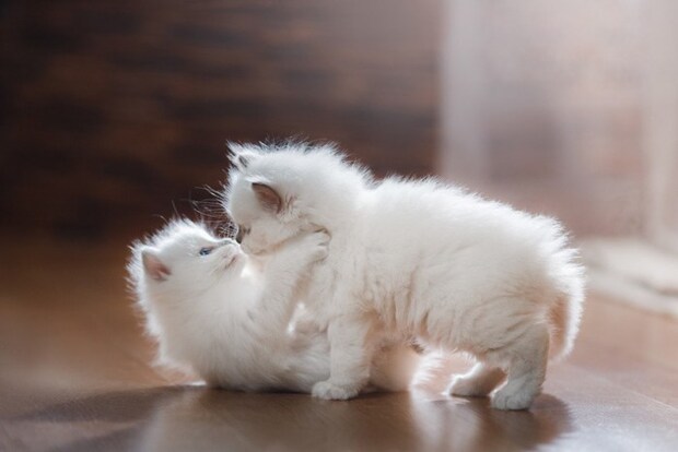 ラグドールの子猫