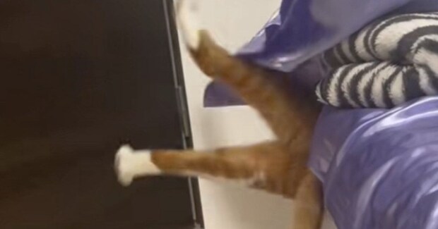 ベッドの隙間が大好きな『茶トラ猫』→入るところを見ていると…爆笑の展開が36万再生「漫画の世界ww」「ディズニーみたいな動きw」