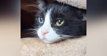 ママの膝下で眠るのが好きな猫→膝を立てたままの体勢は難しいので…試行錯誤の『就寝スタイル』が21万再生「ずっとは辛いよねｗ」「可愛すぎる」