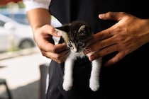 ベトナム戦争をともに生き延びた「同志」　猫と米人記者の13年におよぶ友情