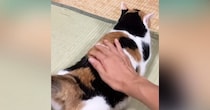 おしりを撫でられる三毛猫→飼い主さんが『手を止める』と…たまらなく愛おしい反応が176万再生「わかりやすすぎるｗ」「ゆっくりとｗ」