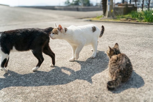 おしりを嗅ぐ猫