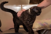 猫が『おしりをトントン』されると喜ぶ理由3つ　上手な応え方から注意すべきことまで