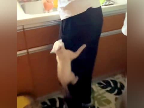 ご飯が待ちきれない子猫→足によじ登ってきて…必死すぎる『まさかのアピール』が26万再生「いなくなったと思いきやｗ」「すごいｗｗ」