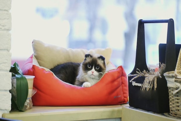 「まさか出かける気？」とにらむ猫