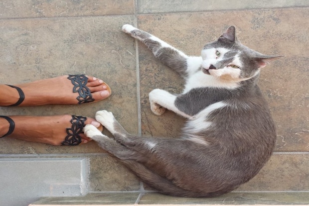 玄関で防御する猫