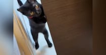 家に迎えたばかりの『甘えん坊の黒猫』→飼い主さんが少しでも離れようとすると…可愛すぎる瞬間に反響「大好きなんだねｗ」「ママだと思ってそうｗ」