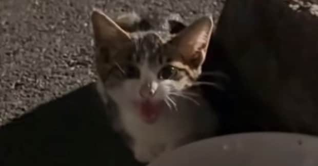 入院が必要なほどひどい状態だった『子猫』→保護されて、優しい先輩猫にお世話されると…現在の様子に感動の声「涙が出た」「素敵」