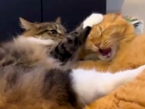 一緒にくつろぐ２匹のネコ→どさくさに紛れて噛もうとした結果…思わず笑ってしまう『攻防戦』が11万再生「ガブッといっちゃえ」「推せるわぁ」