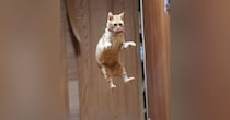 大ジャンプをした『猫』→片足で着地するかと思いきや……完璧すぎる『体勢』に１万いいね「素晴らしいｗ」「フォームが綺麗」と話題に
