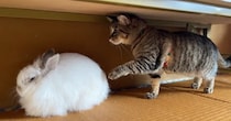 初めて『ウサギに遭遇した猫』→そーっと前足を伸ばすと……ほっこりする光景が24万再生「肝が据わってるｗ」「ビクッてなるとこ好き」