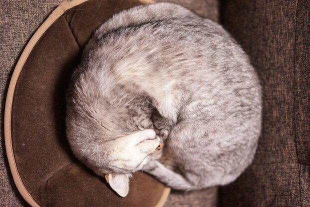 猫のアンモニャイト