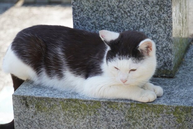 スフィンクス座りする猫