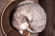 猫がよくやりがちな『ポーズ』4選　隠された心理や配慮してあげたいことも解説