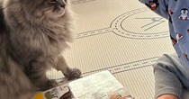 動物が載っているタッチ図鑑で『遊んでいた男の子』→目の前に『猫』がいた結果…まさかの行動に９万いいね「超迷惑そうｗ」「可愛すぎる」
