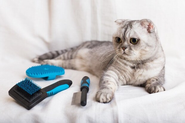 猫とブラシ