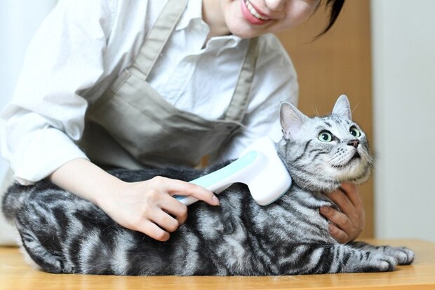 ブラッシングされる猫