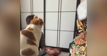 おばあちゃん家の猫→いつもと雰囲気が違う『晴れ着姿の娘さん』を見た結果…可愛すぎる反応が92万再生「綺麗すぎてｗ」「見違えたにゃ」