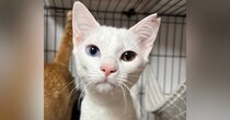 ガリガリの状態だった野良猫→保護されて1年…涙が止まらない『劇的なビフォーアフター』に17万いいね「幸せになったんだねぇ」「尊い」
